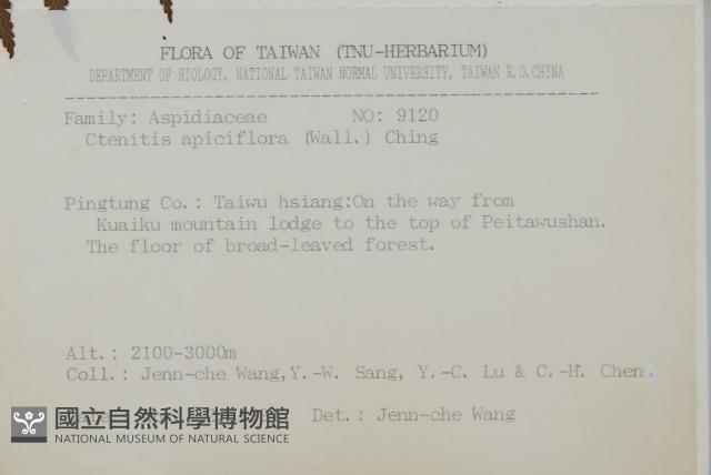 頂囊肋毛蕨藏品圖，第2張