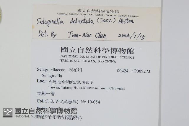 全緣卷柏藏品圖，第2張