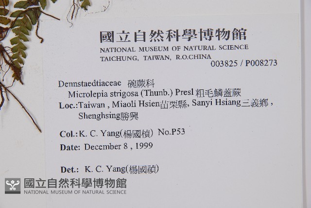 粗毛鱗蓋蕨藏品圖，第2張