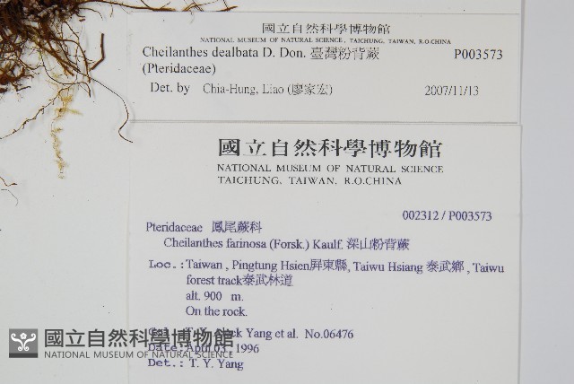 臺灣粉背蕨藏品圖，第2張