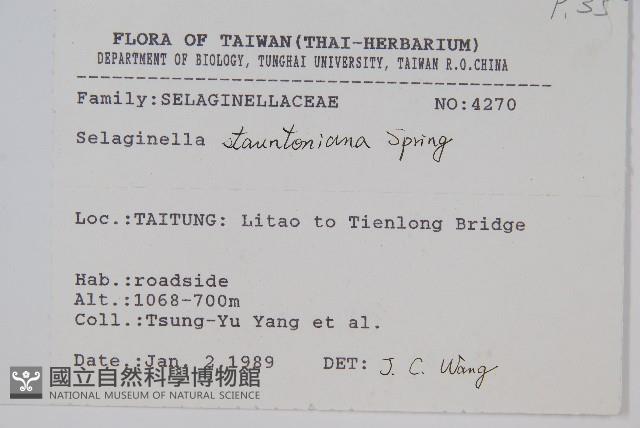 擬密葉卷柏藏品圖，第2張