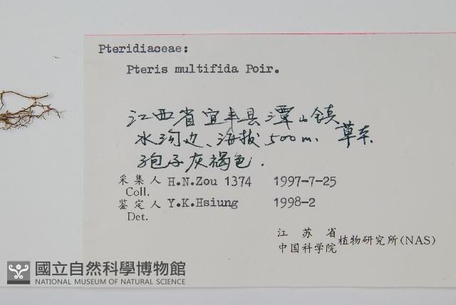 鳳尾蕨藏品圖，第2張