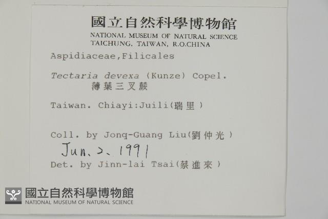 薄葉三叉蕨藏品圖，第2張