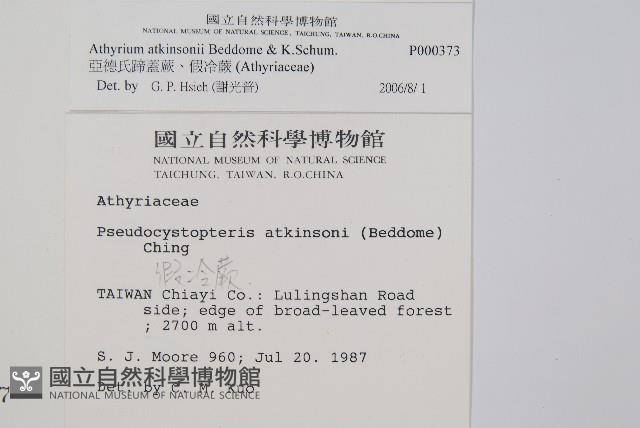 亞德氏蹄蓋蕨、假冷蕨藏品圖，第2張