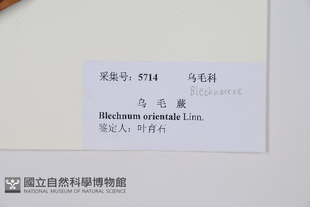 烏毛蕨藏品圖，第2張