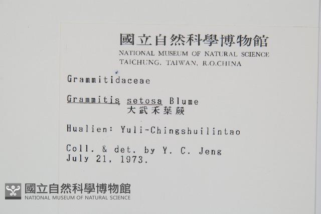 大武禾葉蕨藏品圖，第2張