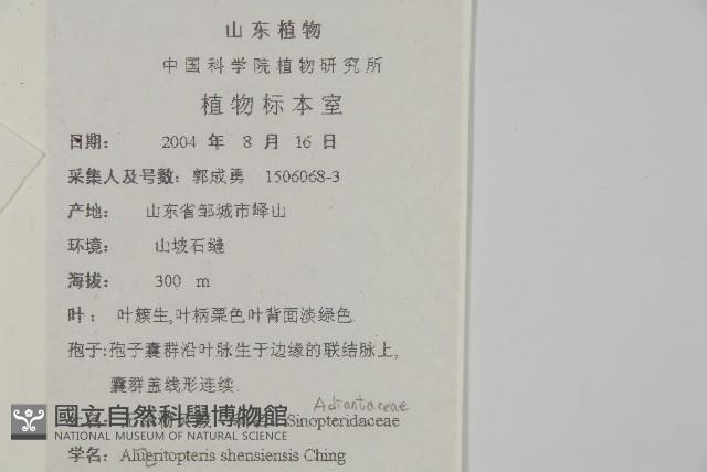 陜西粉背蕨藏品圖，第2張