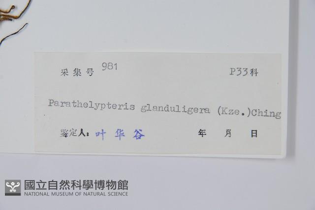 密腺副金星蕨藏品圖，第2張