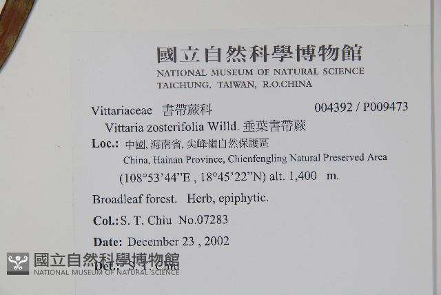 垂葉書帶蕨藏品圖，第2張