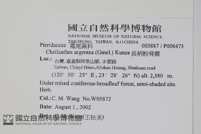 長柄粉背蕨藏品圖，第2張