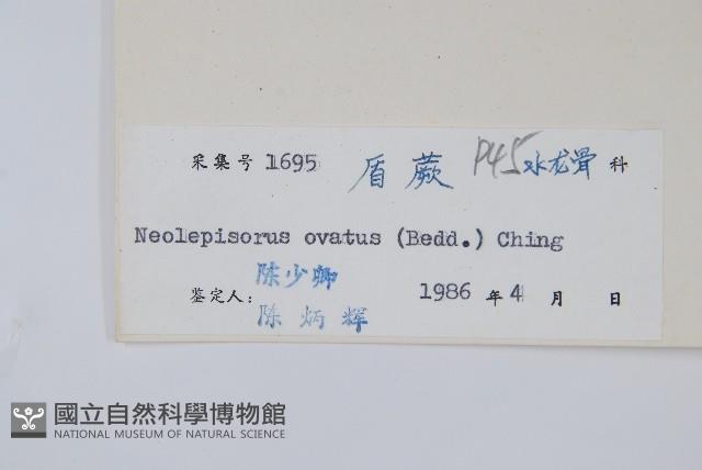 盾蕨藏品圖，第2張