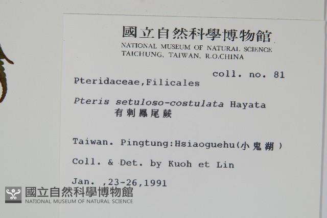 有刺鳳尾蕨藏品圖，第2張