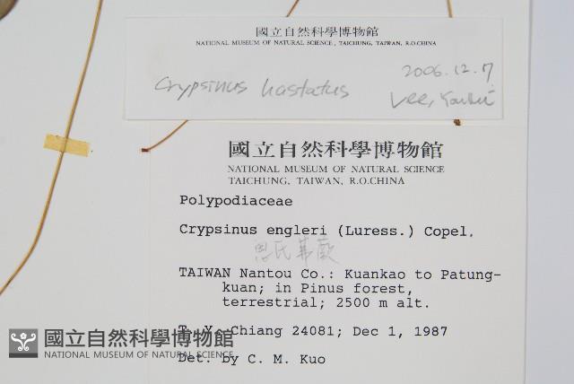 三葉茀蕨藏品圖，第2張