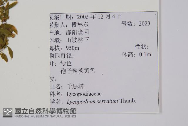 千層塔藏品圖，第2張