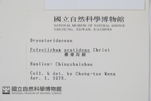 臺東耳蕨藏品圖，第2張