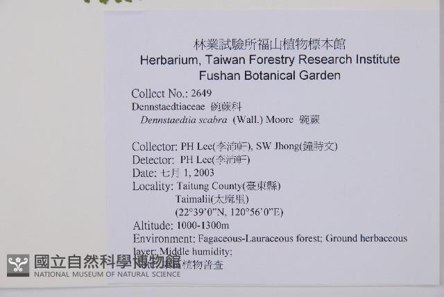 碗蕨藏品圖，第2張