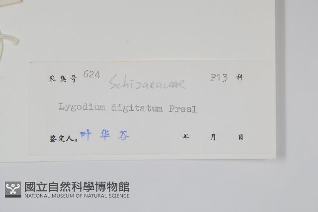 掌葉海金沙藏品圖，第2張