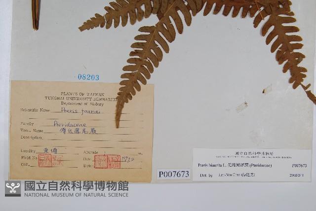 弧脈鳳尾蕨藏品圖，第2張