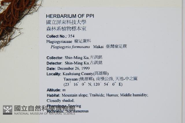 台灣瘤足蕨藏品圖，第2張