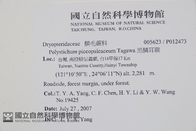 黑鱗耳蕨藏品圖，第2張