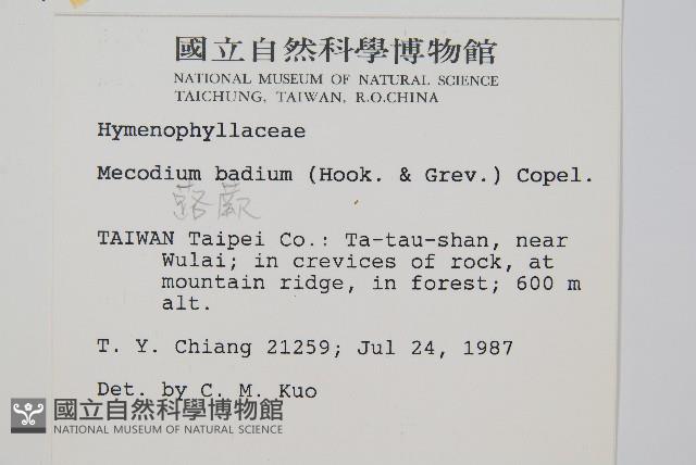 蕗蕨藏品圖，第2張