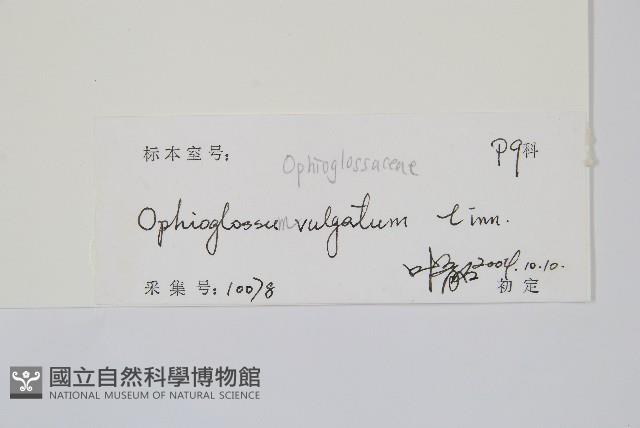 瓶爾小草藏品圖，第2張