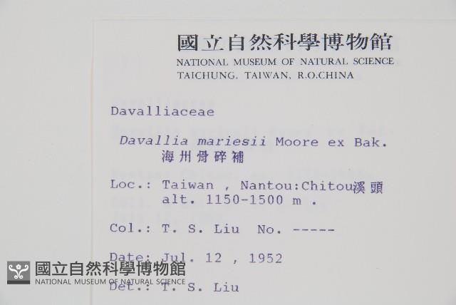 海州骨碎補藏品圖，第2張