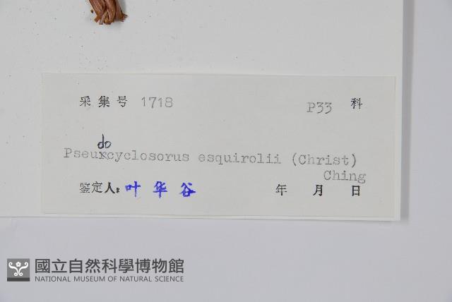 假毛蕨藏品圖，第2張