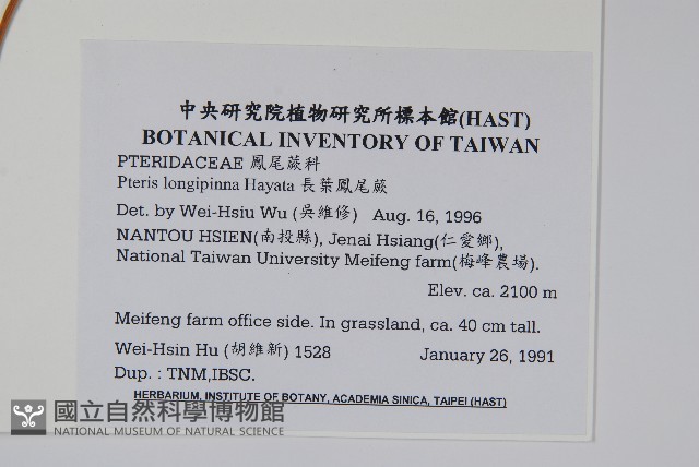長葉鳳尾蕨藏品圖，第2張