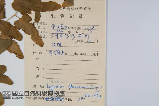 曲軸海金沙藏品圖，第2張