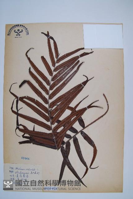 烏毛蕨藏品圖，第1張