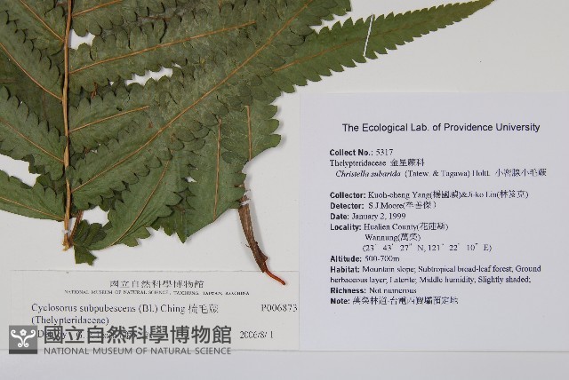 梳毛蕨藏品圖，第2張