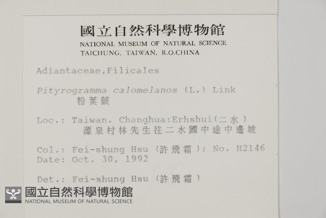 粉葉蕨藏品圖，第2張