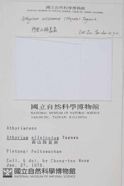 阿里山蹄蓋蕨藏品圖，第2張