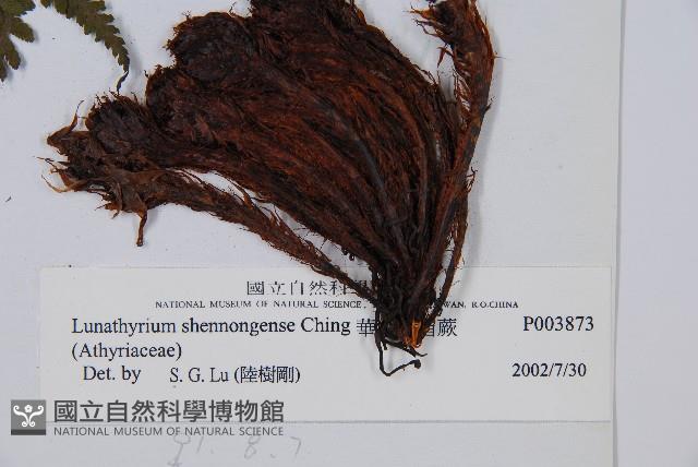 華中蛾眉蕨藏品圖，第2張