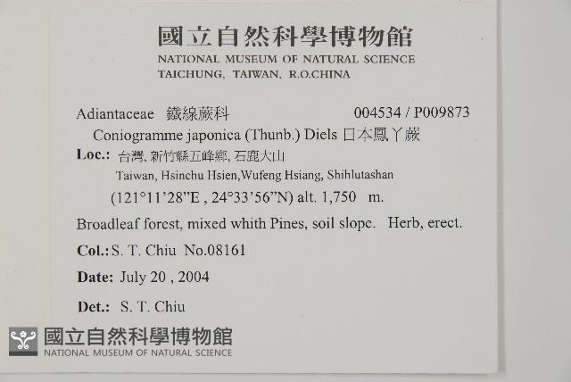 日本鳳丫蕨藏品圖，第2張