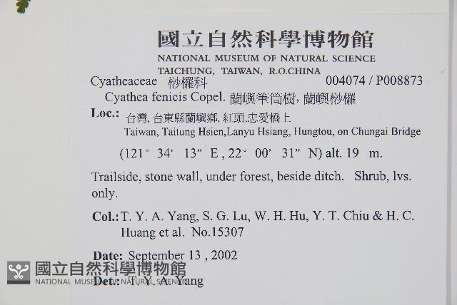 蘭嶼筆筒樹、蘭嶼桫欏藏品圖，第2張