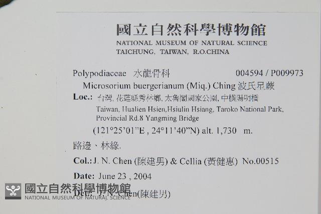波氏星蕨藏品圖，第2張