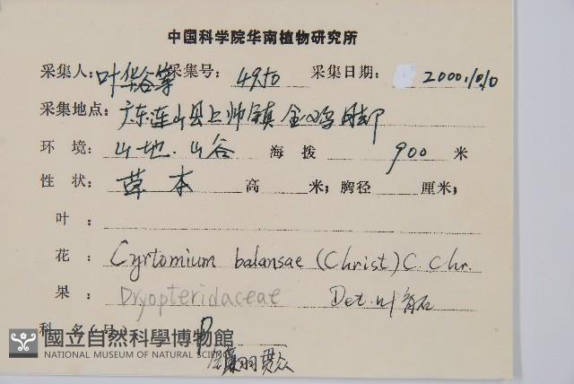 鐮羽貫眾藏品圖，第2張