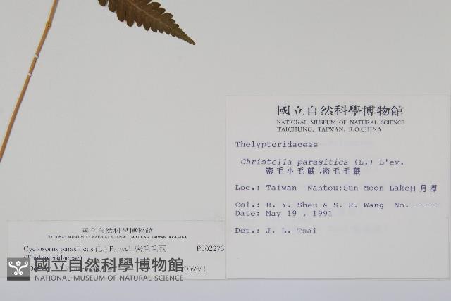 密毛毛蕨藏品圖，第2張