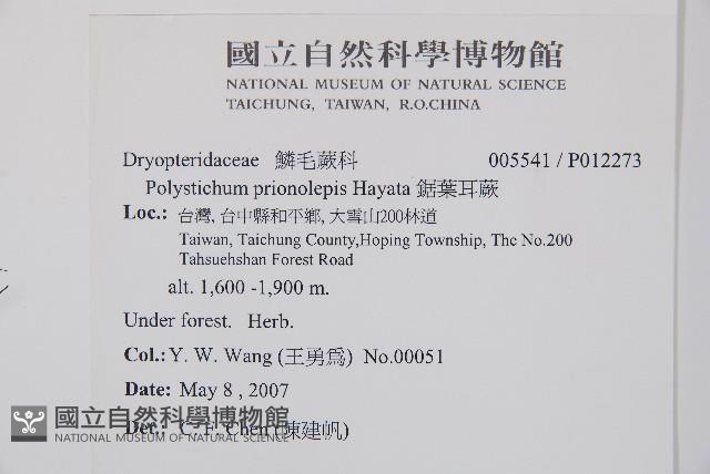 鋸葉耳蕨藏品圖，第2張