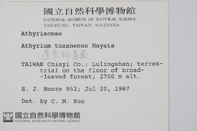 蓬萊蹄蓋蕨藏品圖，第2張