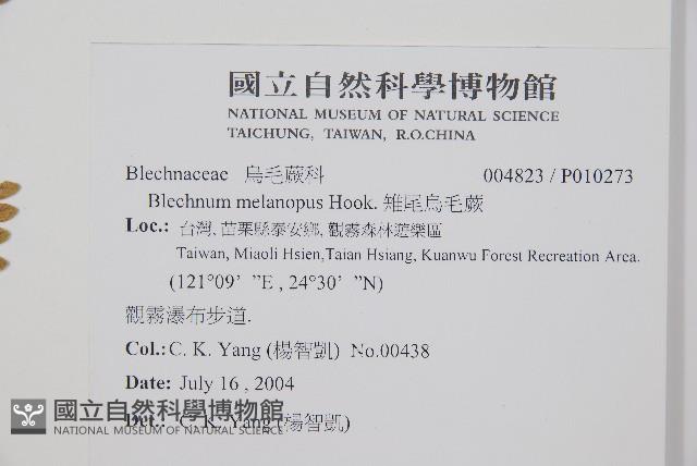 雉尾烏毛蕨藏品圖，第2張