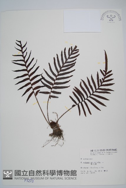 烏毛蕨藏品圖，第1張