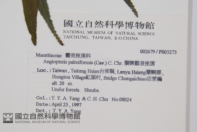 蘭嶼觀音座蓮藏品圖，第2張