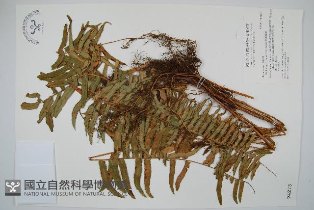 長葉腎蕨藏品圖，第1張