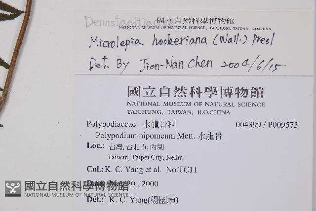 虎克氏鱗蓋蕨藏品圖，第2張
