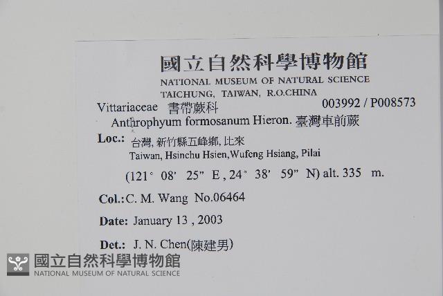 臺灣車前蕨藏品圖，第2張