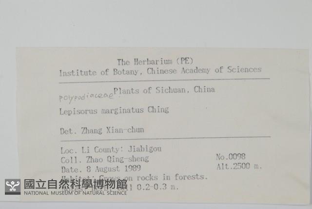 有邊瓦葦藏品圖，第2張