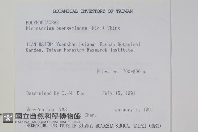 波氏星蕨藏品圖，第2張